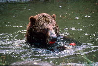 swimming bear