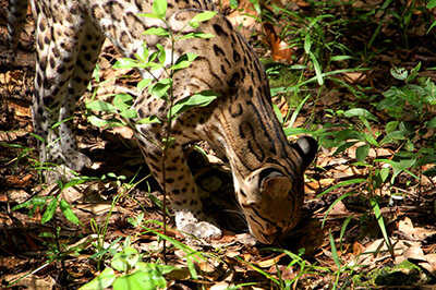 wild serval