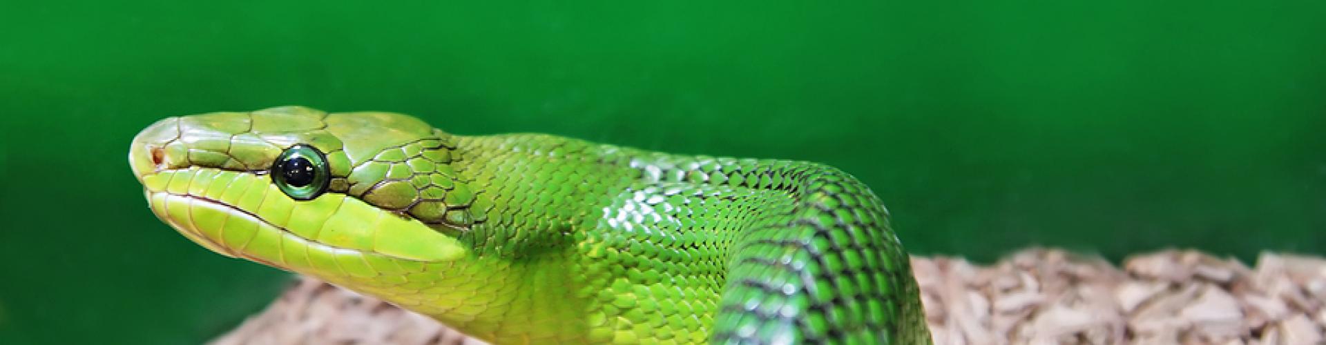 Avian And Exotic Veterinary Care Portland Avian & Exotic Vet Care | Veterinary care for exotic pets in Portland