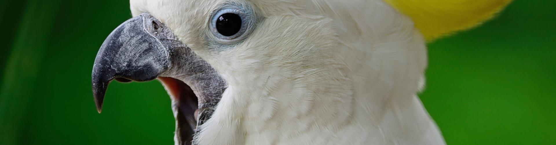 Avian And Exotic Veterinary Care Portland Avian & Exotic Vet Care | Veterinary care for exotic pets in Portland